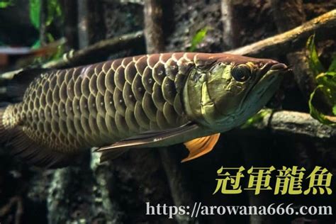 龍魚種類|龍魚種類介紹（圖文）